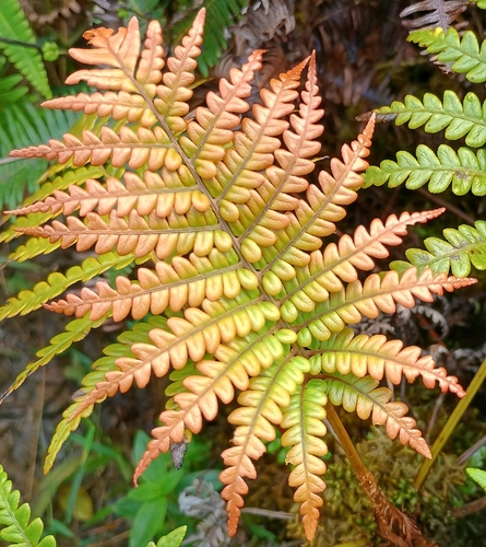 Sadleria pallida observed 2026-10-25