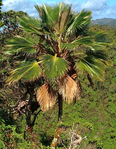 Pritchardia martii observed 2026-10-25