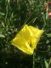 Oenothera howardii