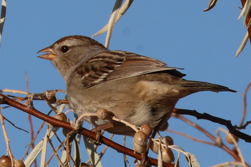 White-crowned Sparrow