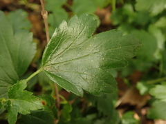 Ribes alpinum