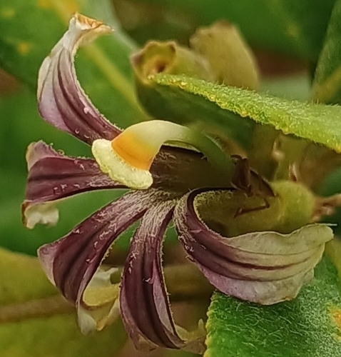 Scaevola mollis observed 2026-10-25