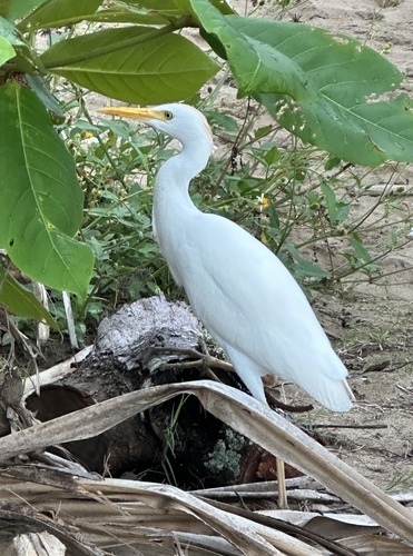 Bubulcus ibis observed 2026-10-25