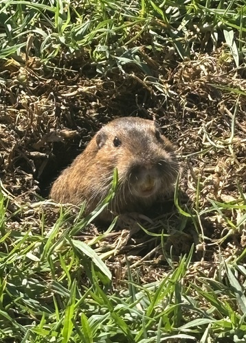 Botta's Pocket Gopher