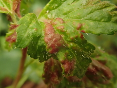 Cryptomyzus korschelti