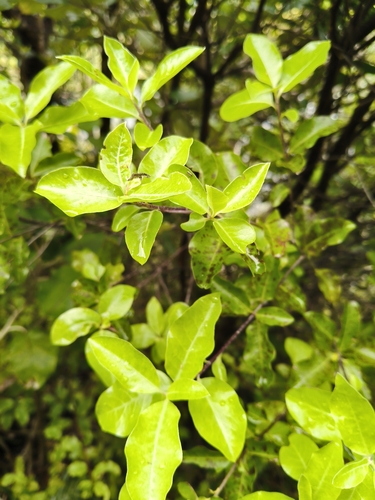 Pittosporum tenuifolium observed 2026-10-26