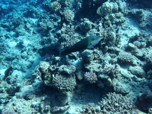 Hemigymnus melapterus observed 2026-10-22
