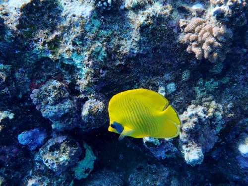 Chaetodon semilarvatus observed 2026-10-22