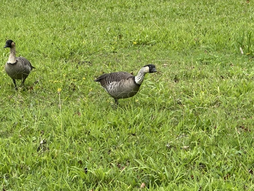 Branta sandvicensis observed 2026-10-24
