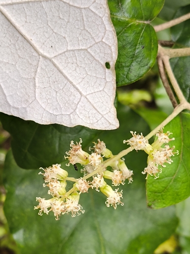 Brachyglottis repanda, 2026-10-26
