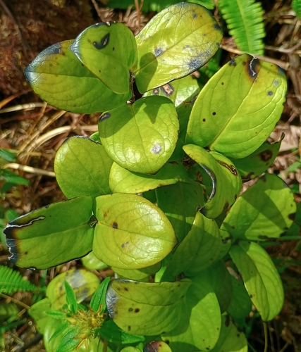 Kadua affinis, 2026-10-25