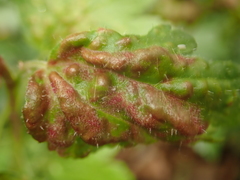Cryptomyzus korschelti