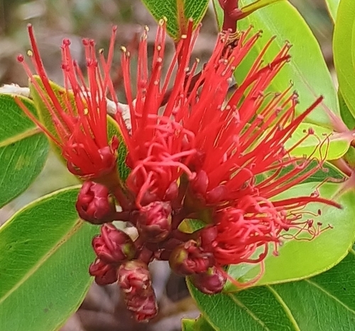 Metrosideros tremuloides observed 2026-10-25