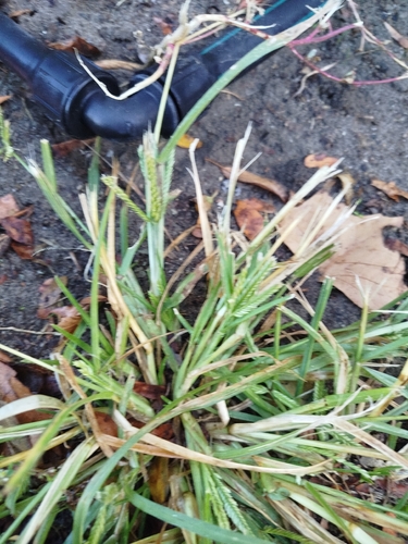 Eleusine indica observed 2026-10-26