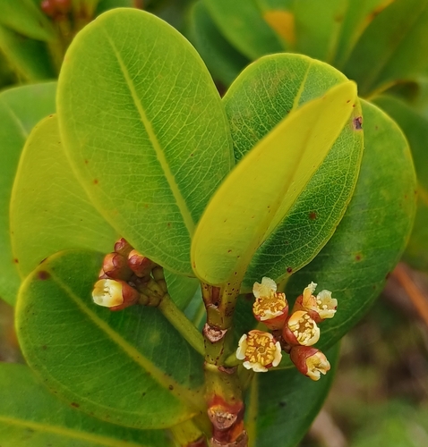 Syzygium observed 2026-10-25
