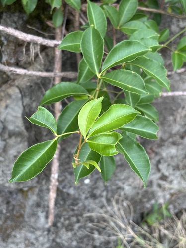 Zanthoxylum asiaticum observed 2026-10-26