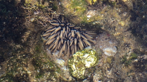 Echinometra mathaei observed 2026-10-24