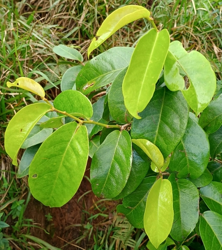 Antidesma platyphyllum observed 2026-10-25