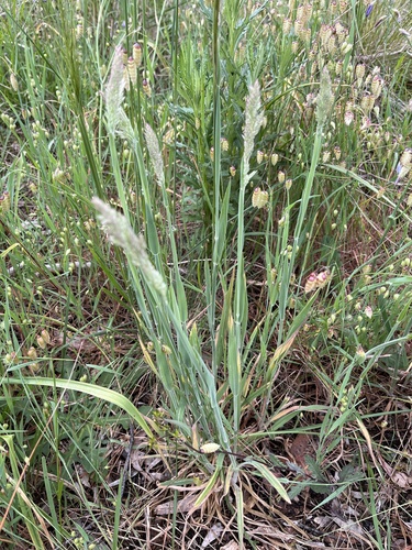 Holcus lanatus observed 2026-10-26