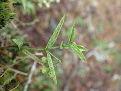 Moehringia