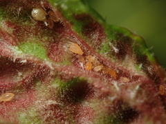 Cryptomyzus korschelti