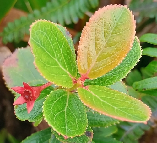 Vaccinium dentatum observed 2026-10-25