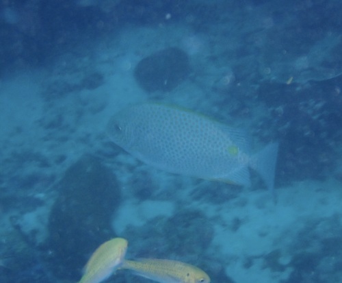 Siganus guttatus observed 2026-10-24