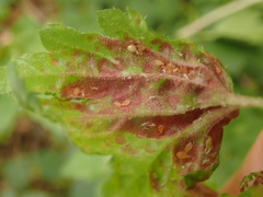 Cryptomyzus korschelti