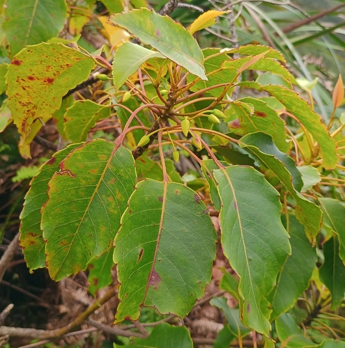 Elaeocarpus observed 2026-10-25