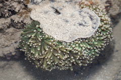 Euphyllia glabrescens