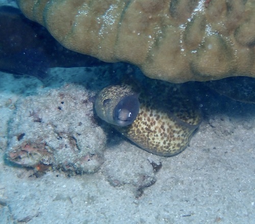 Gymnothorax thyrsoideus observed 2026-10-24