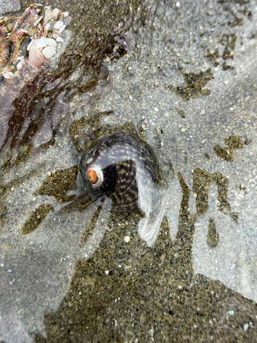 Tegula gallina observed 2026-10-23