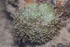 Euphyllia glabrescens