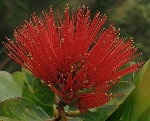 Metrosideros polymorpha observed 2026-10-25