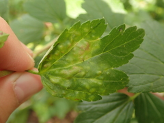 Cryptomyzus korschelti