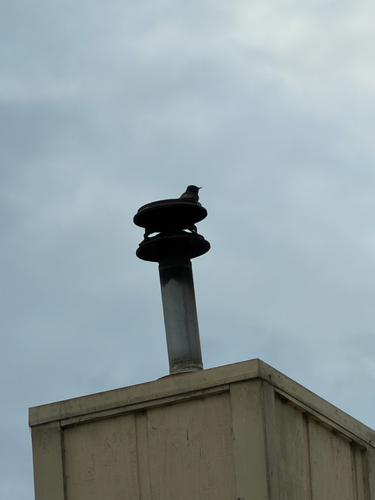Black Phoebe