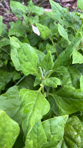 Tetragonia tetragonoides observed 2026-10-26