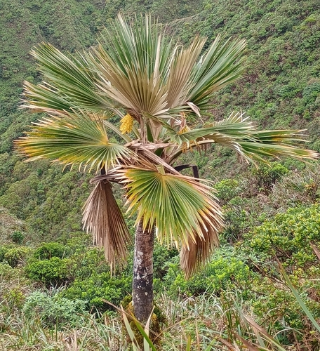 Pritchardia martii observed 2026-10-25