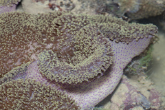 Stichodactyla mertensii