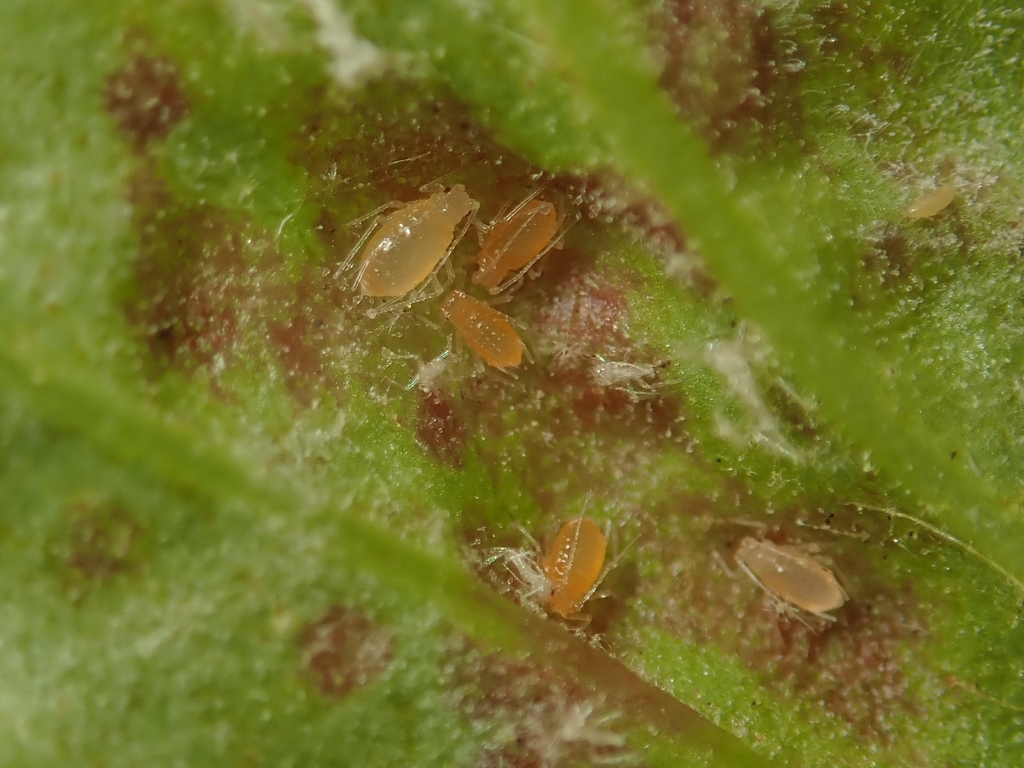 Cryptomyzus korschelti
