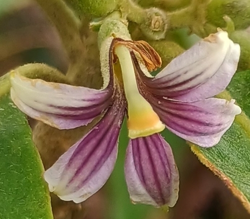 Scaevola mollis observed 2026-10-25