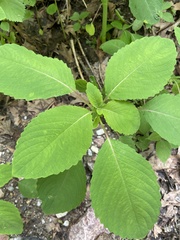 Impatiens pallida