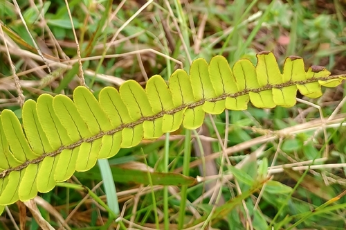 Nephrolepis observed 2026-10-25