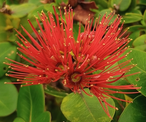 Metrosideros polymorpha observed 2026-10-25
