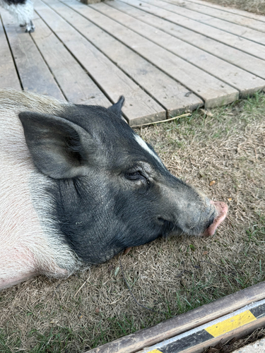 Wild Boar