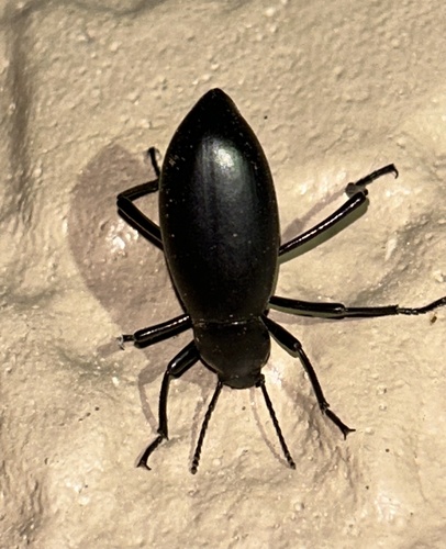 Eleodes longicollis