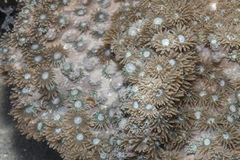 Duncanopsammia peltata