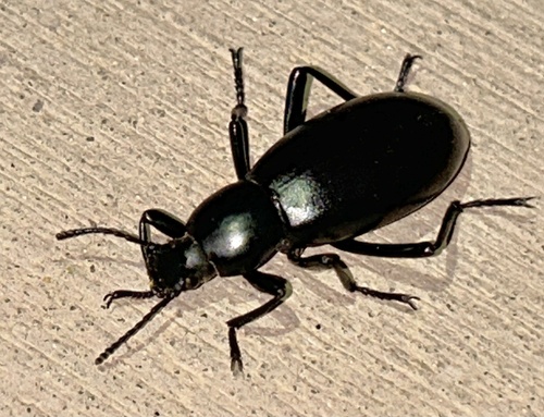 Eleodes longicollis