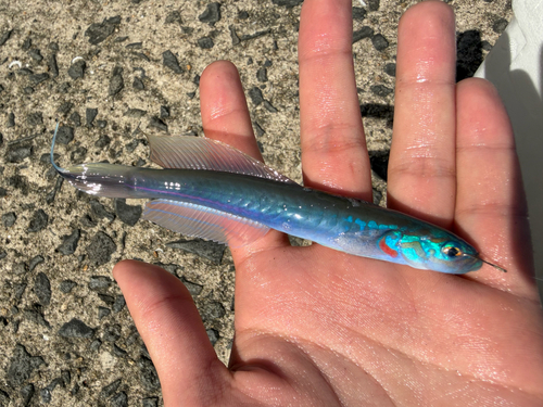 Ptereleotris hanae observed 2026-10-12