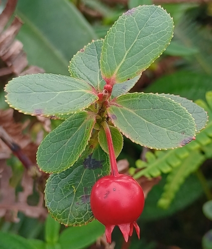 Vaccinium dentatum observed 2026-10-25